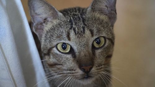 Close-up portrait of cat