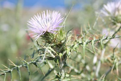 Close-up of thistle on field