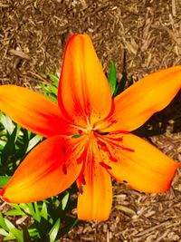 Close-up of orange day lily blooming outdoors