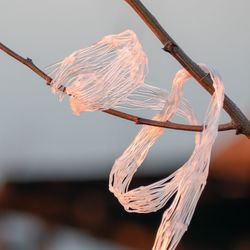 Close-up of dry plant hanging on branch