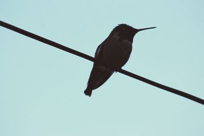 Low angle view of bird perching against clear sky