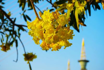 Low angle view of yellow flowering plant against sky