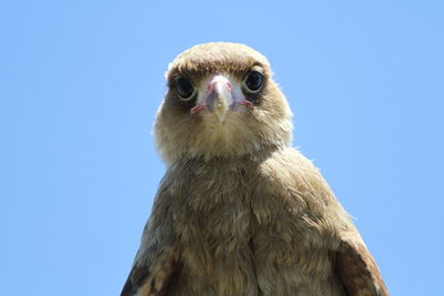 Close-up portrait of owl against clear blue sky