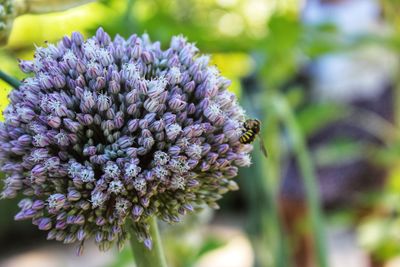 Close-up of purple flowering plant