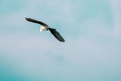 Low angle view of eagle flying in sky