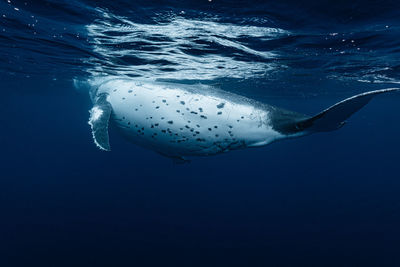 Close-up of swimming in sea