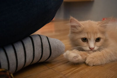 Portrait of cat relaxing on floor at home