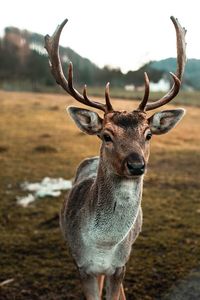 Portrait of deer standing on field