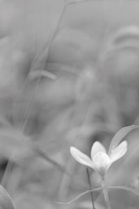 Close-up of flower against blurred background