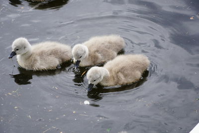 High angle view of swans swimming in lake