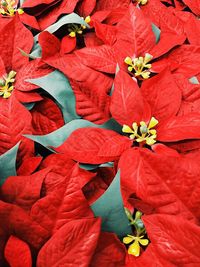 Full frame shot of red flower