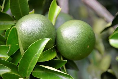 Close-up of fruits on tree