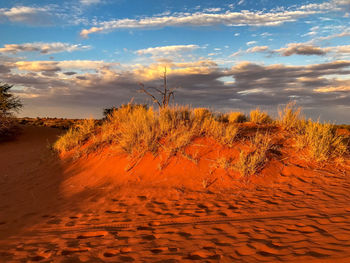 Plants growing on land against sky during sunset