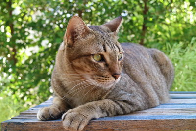 Close-up of a cat looking away