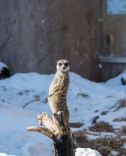 Close-up of lizard on rock during winter