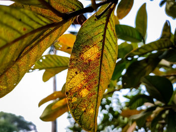 This is the old color full guava leaves close-up shot in the daytime in the autumn season.