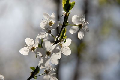 Close-up of white cherry blossoms