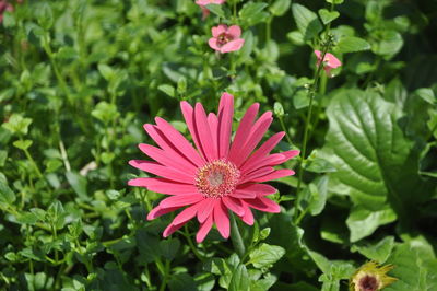 Close-up of pink daisy flower blooming outdoors