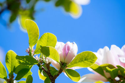 Close-up of flowering plant against blue sky