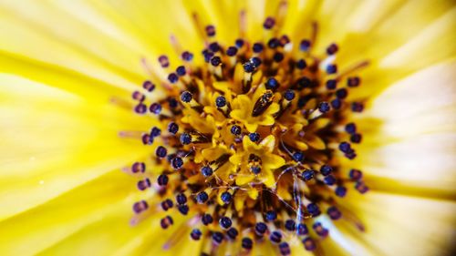 Macro shot of yellow flower