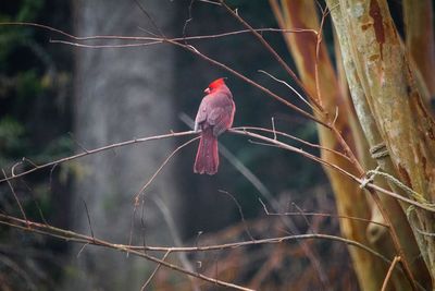 Close-up of bird perching on red flower