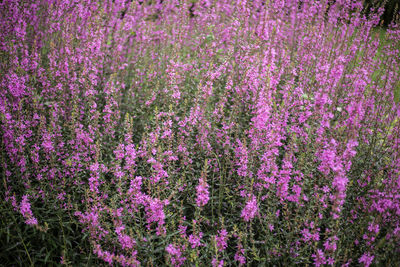 Full frame shot of pink flowering plants on field