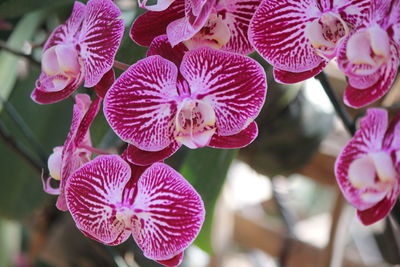 Close-up of pink orchids