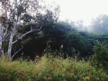 View of trees in forest