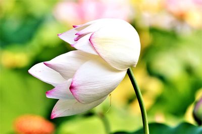 Blown away close up of a lotus flower