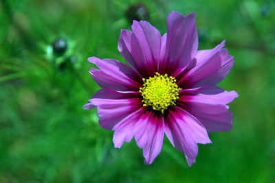 Close-up of purple flower blooming outdoors