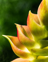 Close-up of yellow rose flower