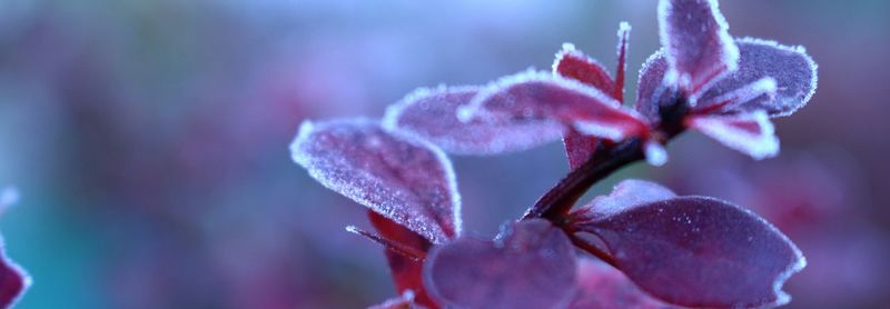 Close-up of pink flowers