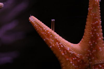 Close-up of starfish