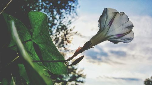 Low angle view of flower growing on plant against sky