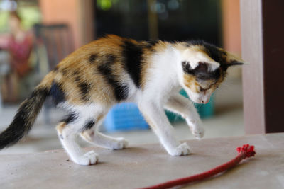 Close-up of a cat