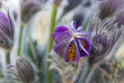 Close-up of purple iris