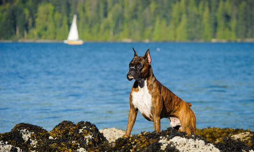 Boxer looking away while standing by lake