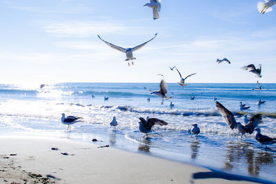 Birds flying over beach