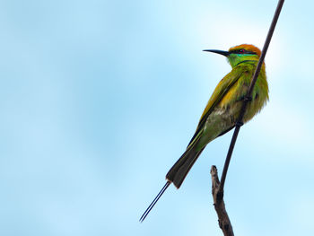 Close-up of bird perching on plant against clear blue sky