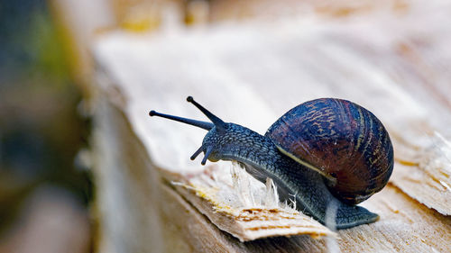 Close-up side view of snail