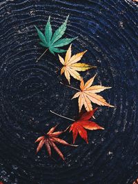 High angle view of maple leaves on plant during autumn