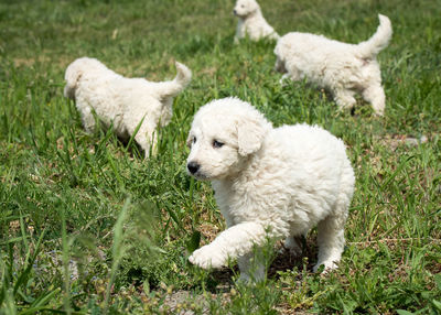 Close-up of puppies walking on grassy field