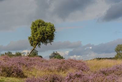 Plants growing on field against sky