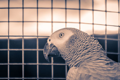 Close-up of a bird in cage