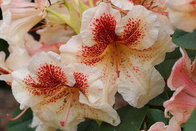 Close-up of flowers blooming outdoors