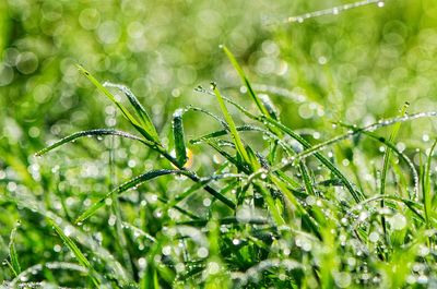 Close-up of wet plant on field during rainy season