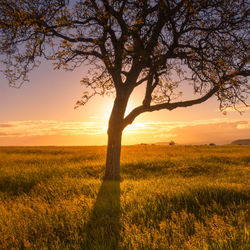 Dawn in a grass meadow