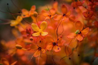 Close-up of orange flowers