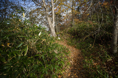 View of trees in forest