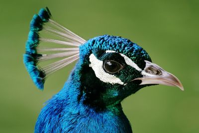 Close-up of peacock